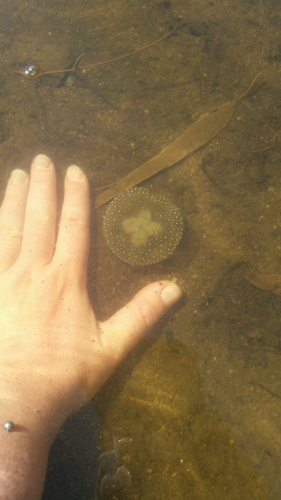 Phyllorhiza punctata<br>14 April, 2024