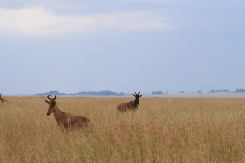 Coke's Hartebeest