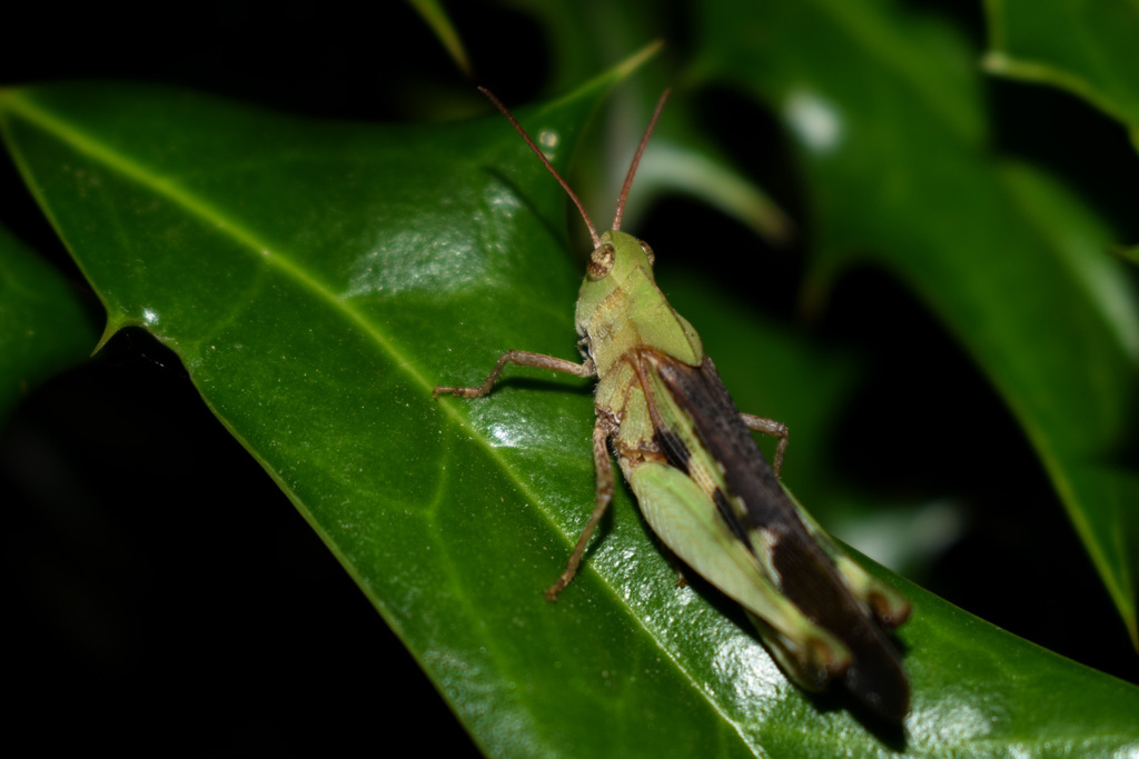 Green Striped Grasshopper From Garrison Park Austin Tx 78745 Usa On July 4 2023 At 10 31 Pm