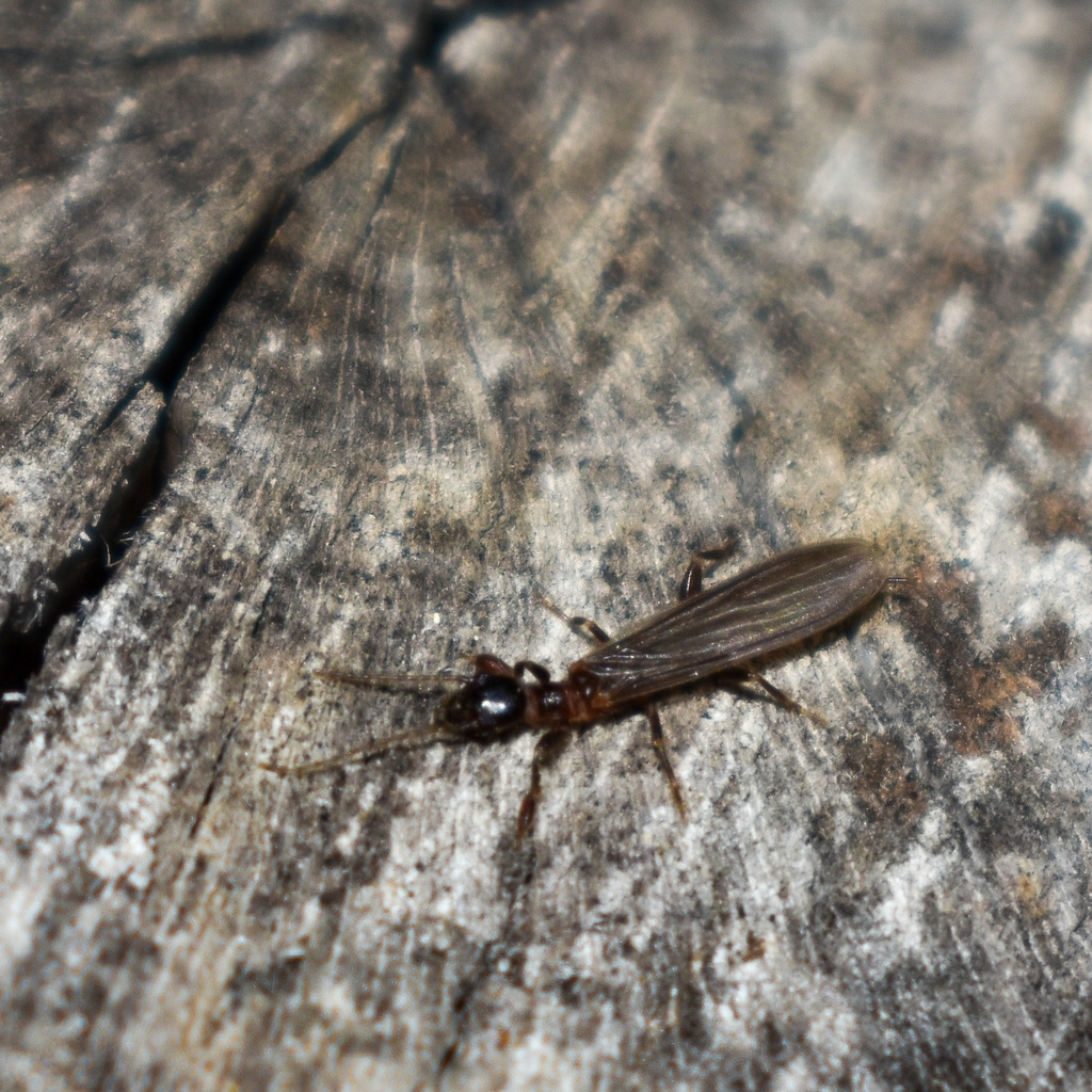 Oligotoma from Garrison Park, Austin, TX 78745, USA on July 4, 2023 at