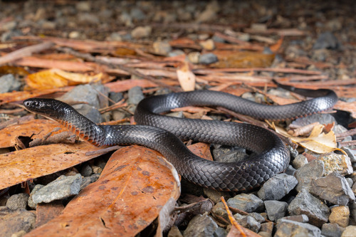 Daily challenge species