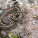 Caucasus Subalpine Viper - Photo (c) Matthieu Berroneau, all rights reserved, uploaded by Matthieu Berroneau