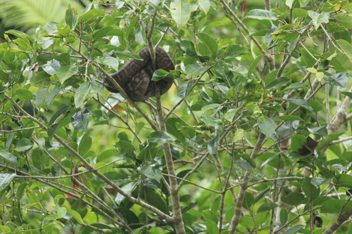 Australian Scrub Python sighting