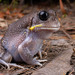 Giant Burrowing Frog - Photo (c) Jono Dashper, all rights reserved, uploaded by Jono Dashper