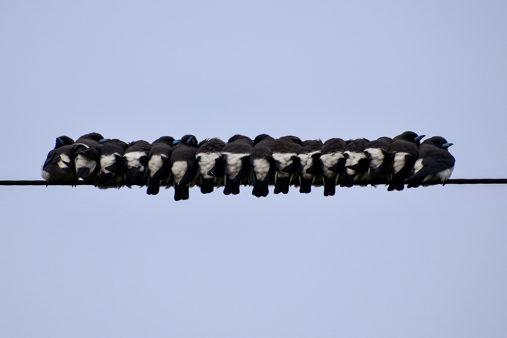 White-Breasted Woodswallow