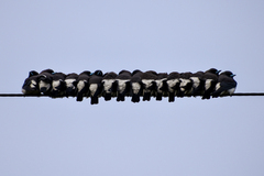 White-Breasted Woodswallow