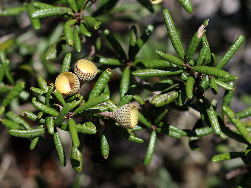 sand live oak