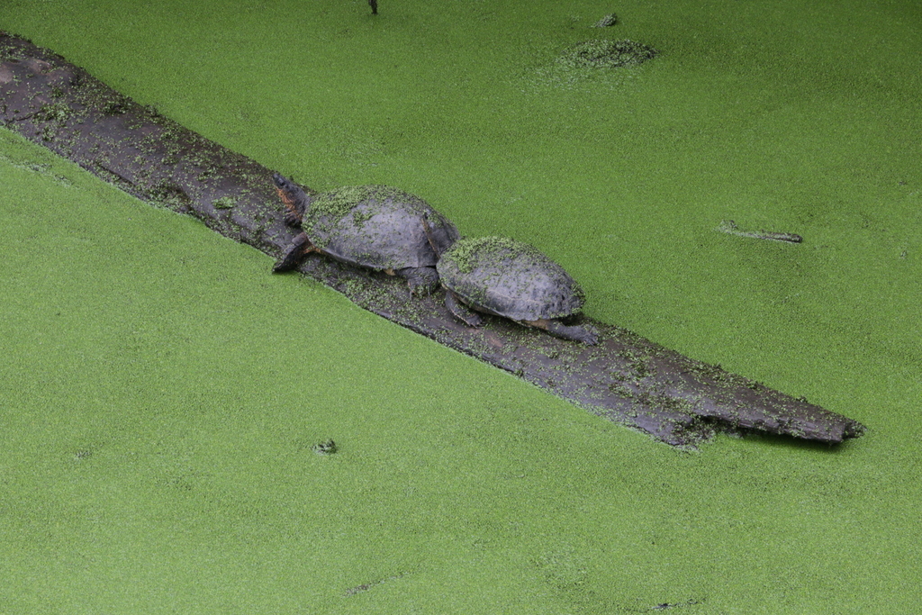 Black River Turtle in May 2023 by Marnel Scherrenberg · iNaturalist