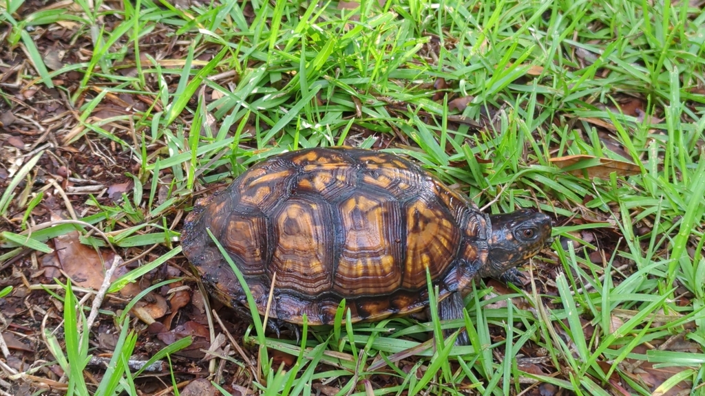 Eastern box turtle in july 2023 by jason attard inaturalist