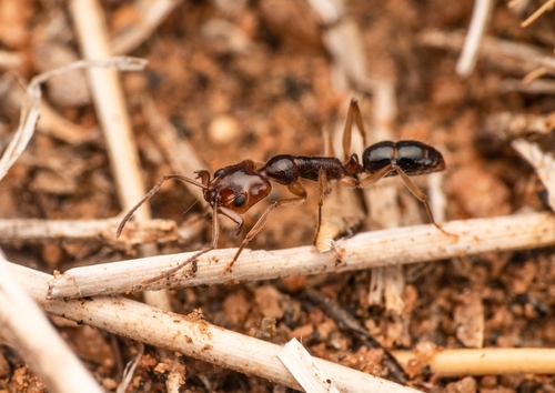 Anochetus rufusAnochetus rufus