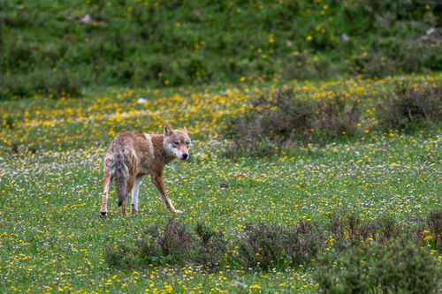 Himalayan Wolf