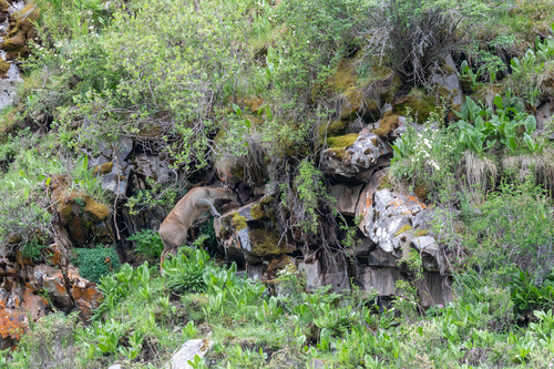 Alpine Musk Deer