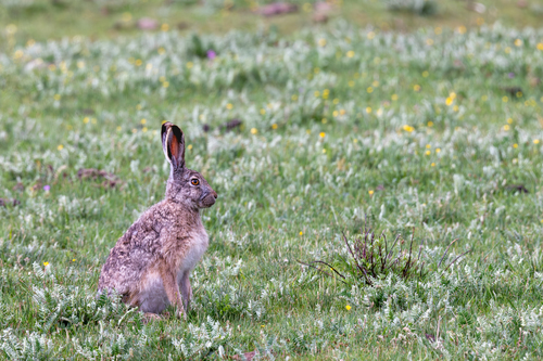 Woolly Hare