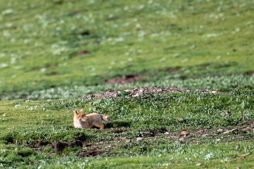 Tibetan Fox