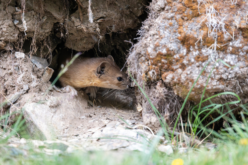 Mountain Weasel