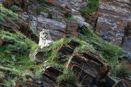 Snow Leopard