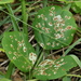 Cowpea aphid-borne mosaic virus (cabmv) - Photo (c) Jay L. Keller, all rights reserved, uploaded by Jay L. Keller