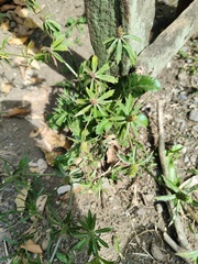 Eryngium foetidum image