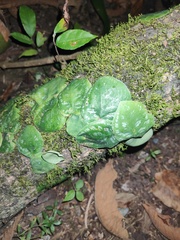 Monstera tuberculata image