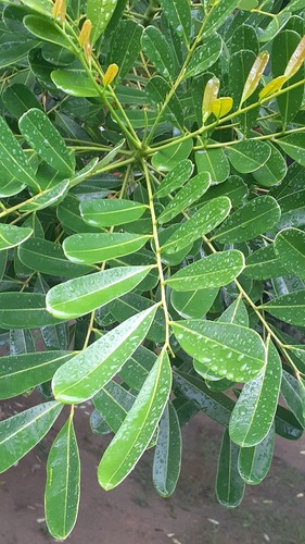 Paradise Tree (Simarouba amara)