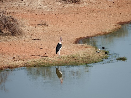 Marabou Stork