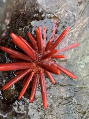 Red pencil urchin