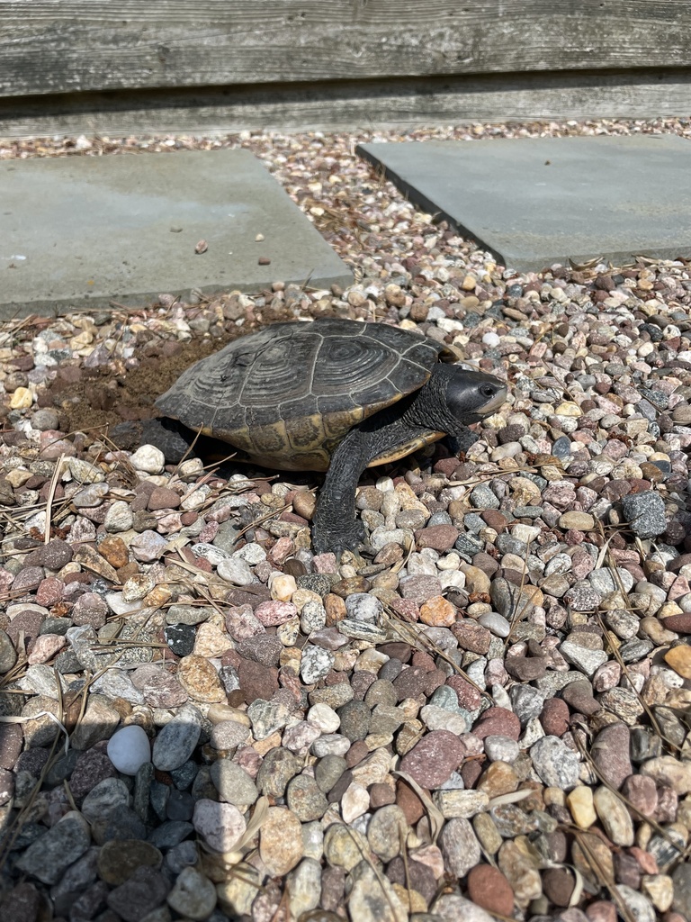 Diamondback Terrapin in July 2023 by Alex Kunz · iNaturalist