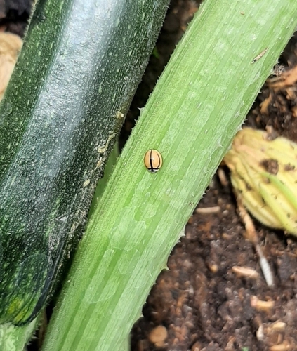 Cheilomenes propinqua