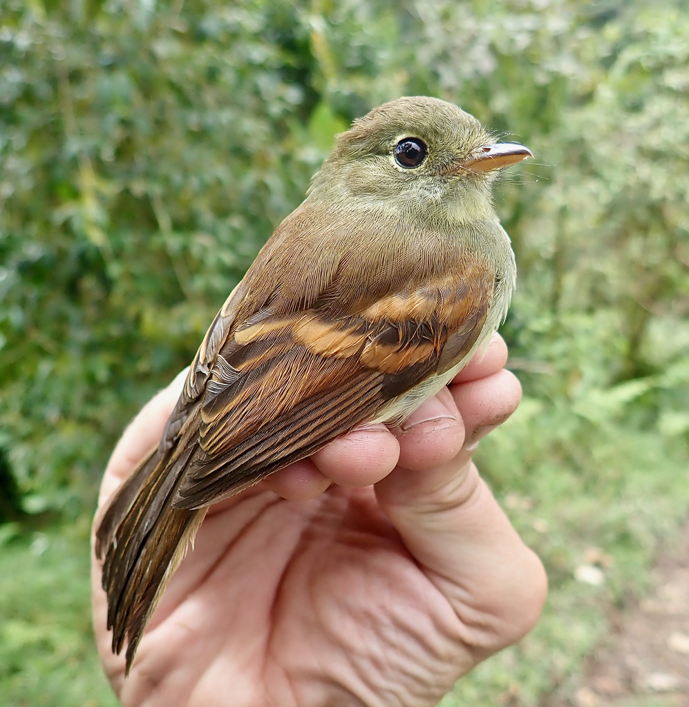 Roraiman Flycatcher photo