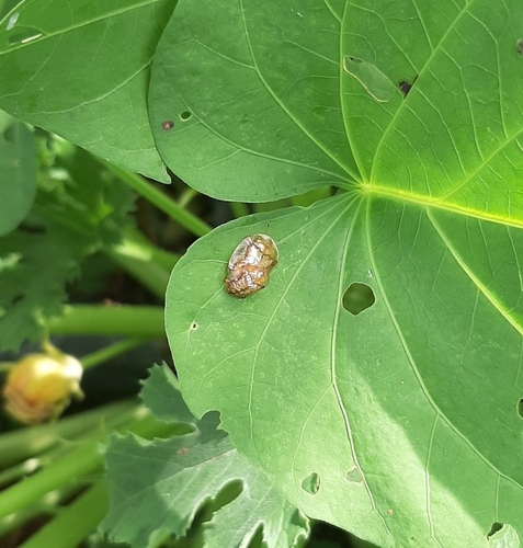 Aspidomorpha quinquefasciata