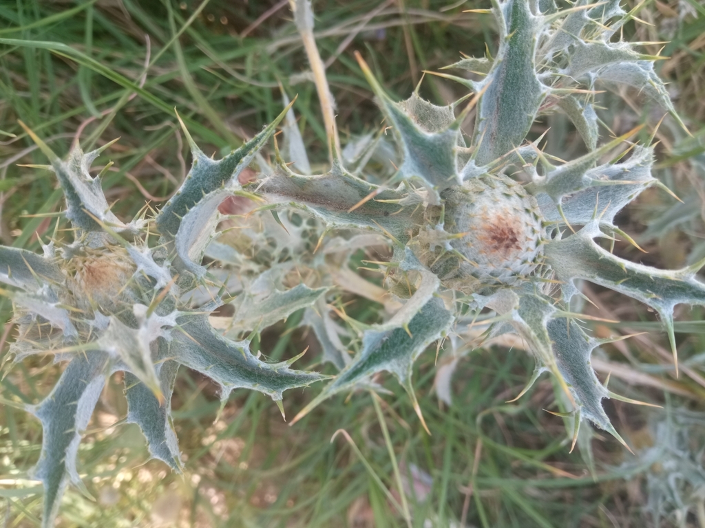 Carlin thistle