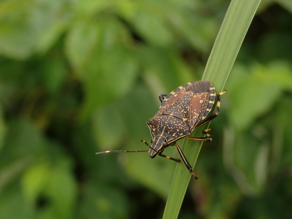 Yellow-spotted Stink Bug From 磯島, 枚方市, 大阪府, Jp On July 5, 2023 At 11:05 