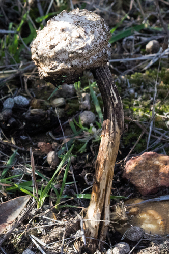 Desert Inkcap