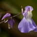 Utricularia humboldtii - Photo (c) Leif G. Boman, todos los derechos reservados, subido por Leif G. Boman