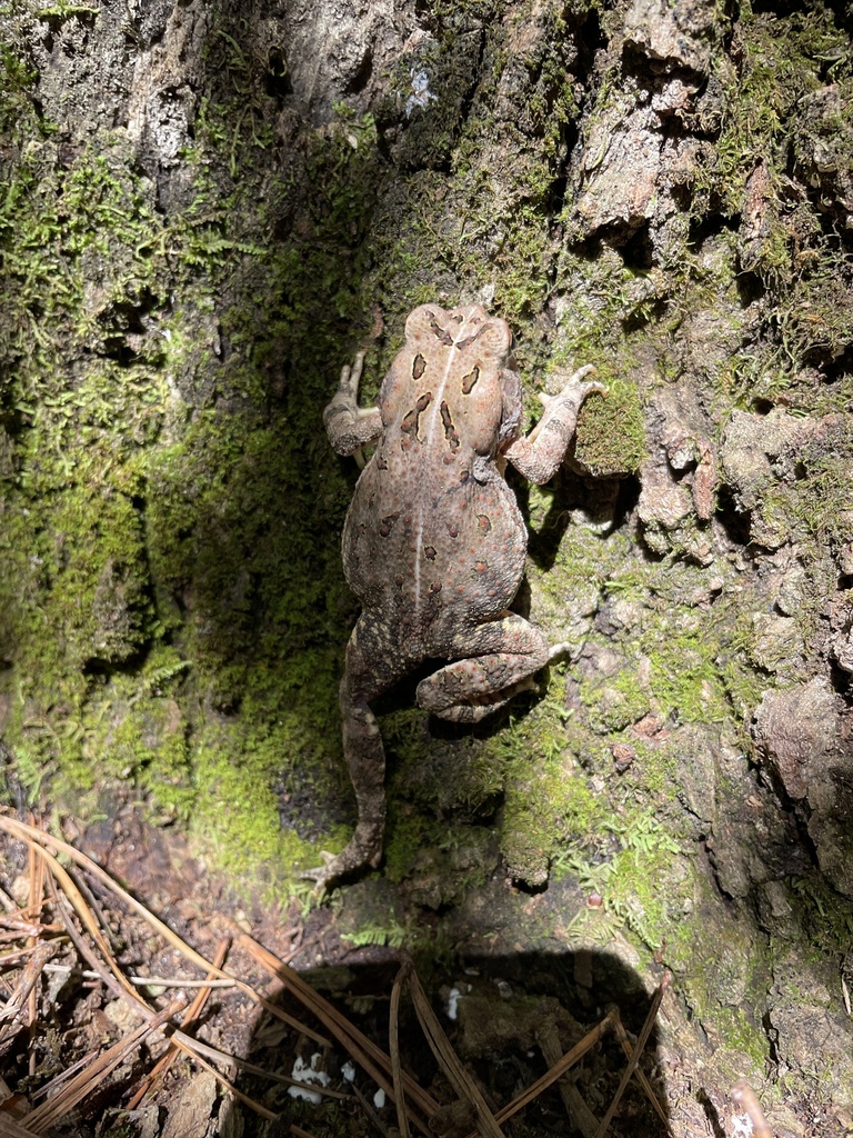 Fowler's Toad from Harnett County, US-NC, US on July 5, 2023 at 11:20 ...