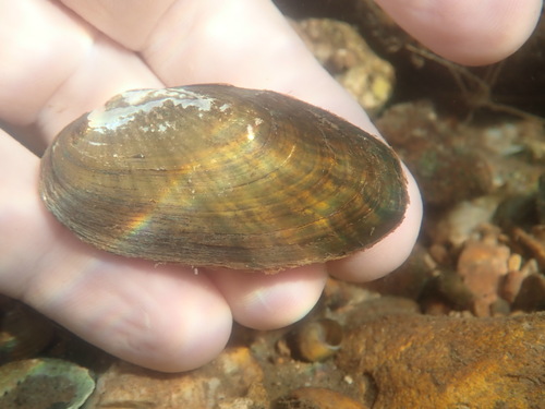 Western Rainbow