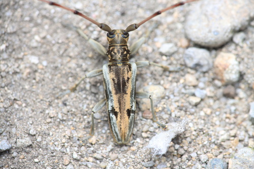 Acalolepta speciosa · iNaturalist Mexico