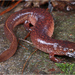 Blue Ridge Spring Salamander - Photo (c) Jake Scott, all rights reserved, uploaded by Jake Scott