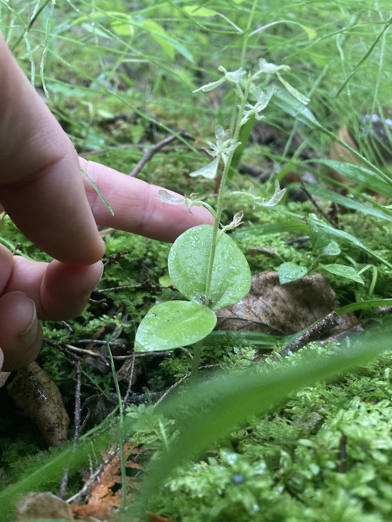 Broad-lipped Twayblade from Sleeping Bear Dunes National Lakeshore ...