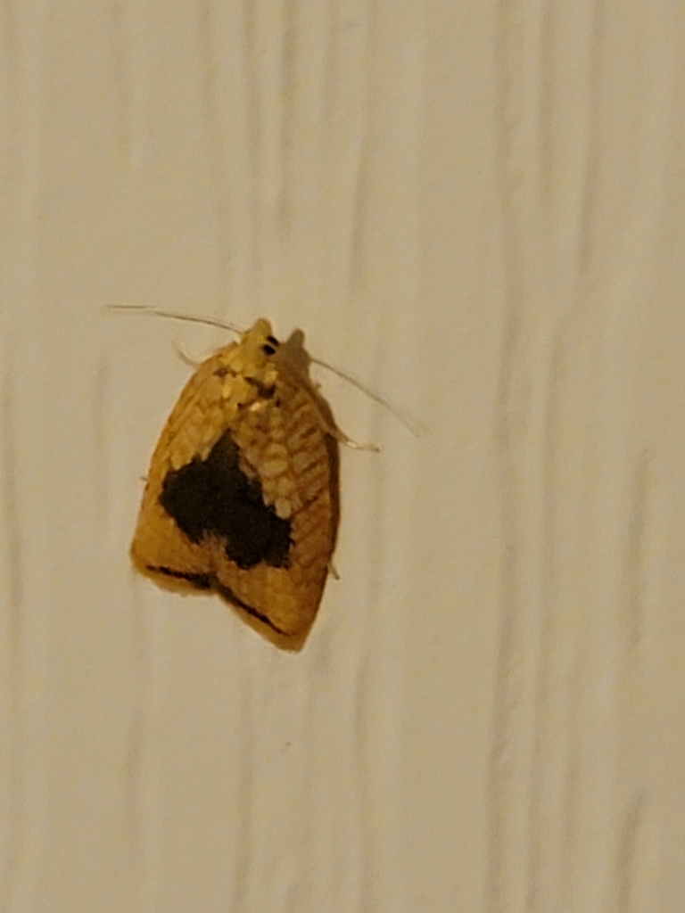 Batman Moth from Broome County, US-NY, US on July 5, 2023 at 10:48 PM ...