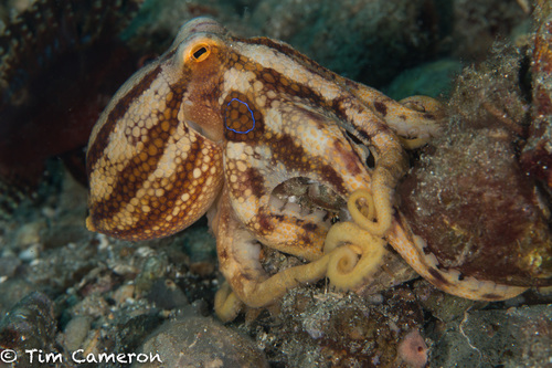 Poison Ocellate Octopus (Amphioctopus mototi) · iNaturalist