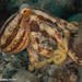 Poison Ocellate Octopus - Photo (c) Tim Cameron, all rights reserved, uploaded by Tim Cameron