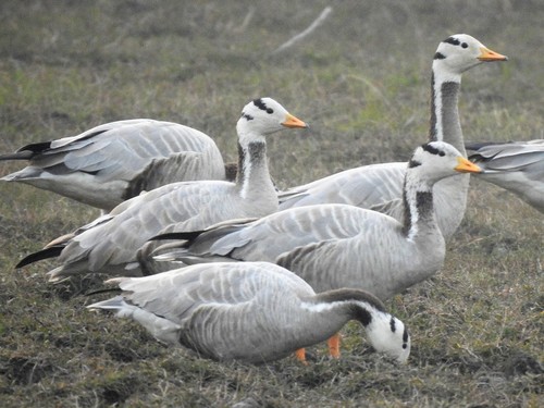 Bar-headed Goose