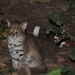 鏽斑豹貓 - Photo 由 dr.deven chuhan 所上傳的 (c) dr.deven chuhan，保留所有權利