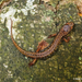 Salamandra Pigmea Norteña - Photo (c) Steve Collins, todos los derechos reservados