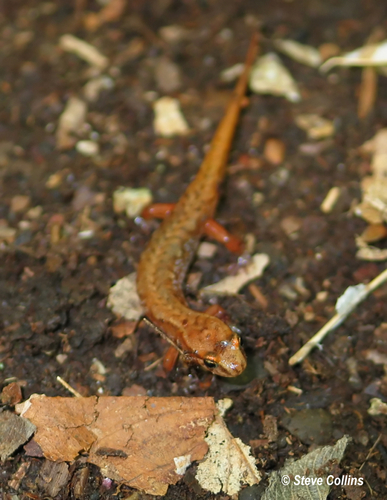 Northern Pygmy Salamander