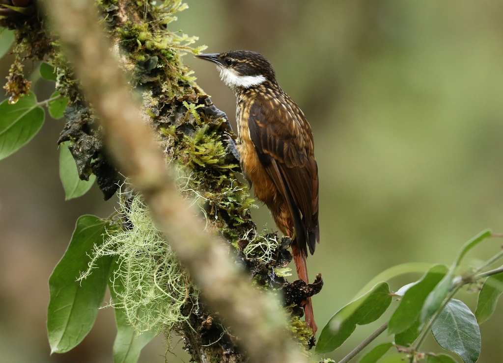 Streaked Tuftedcheek (Pseudocolaptes boissonneautii) photo