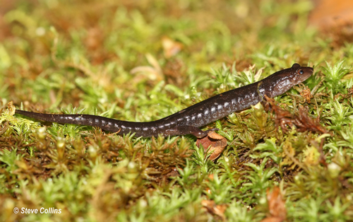 Ocoee Salamander