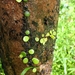 Pyrrosia heterophylla - Photo (c) pholidota_imbricata, all rights reserved, uploaded by pholidota_imbricata