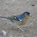Canarian Chaffinch - Photo (c) Enrico Schifani, all rights reserved, uploaded by Enrico Schifani